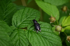 Spondylis buprestoides