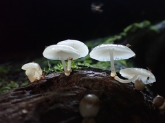 Mycena margarita