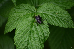 Spondylis buprestoides