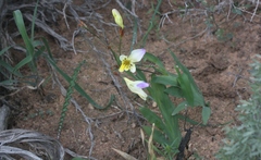 Sparaxis caryophyllacea