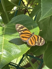 Eueides isabella eva