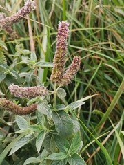 Mentha longifolia