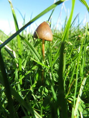 Psilocybe semilanceata