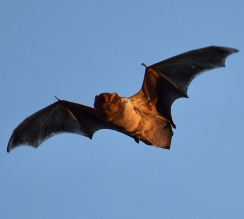 Eastern Red Bat photographed in Georgia