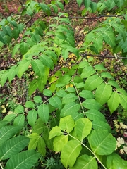 Magnoliopsida