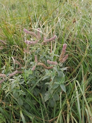 Mentha longifolia