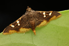 Prophantis adusta