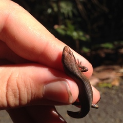 Lampropholis adonis