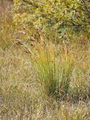 Juncus inflexus
