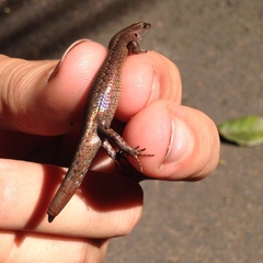 Lampropholis adonis