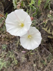 Calystegia macrostegia