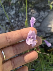 Penstemon lyallii