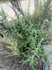 Artemisia douglasiana