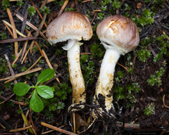 Agaricus semotus