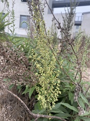 Artemisia douglasiana