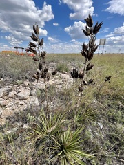 Yucca reverchonii