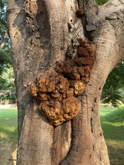 Inonotus