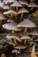 Pluteus romellii
