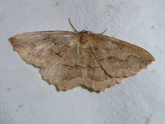 Megalycinia serraria