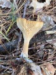 Cantharellula umbonata