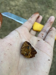 Inonotus