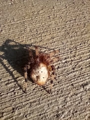 Araneus trifolium