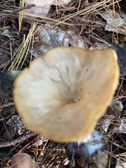 Cantharellula umbonata