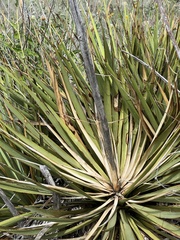 Yucca reverchonii