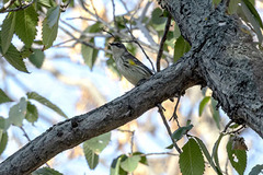 Setophaga coronata