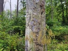 Cryptococcus fagisuga