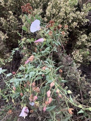 Calystegia macrostegia