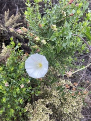 Calystegia macrostegia