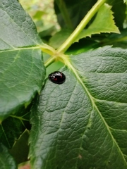 Exochomus quadripustulatus