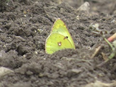 Colias hyale
