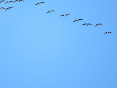 Anser brachyrhynchus