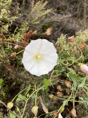 Calystegia macrostegia