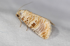 Diastema tigris