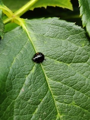 Exochomus quadripustulatus