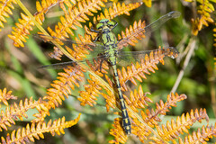 Ophiogomphus cecilia