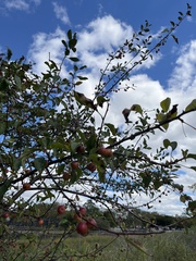 Malus prunifolia