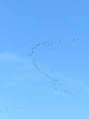 Anser brachyrhynchus