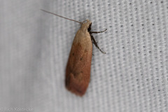 Anacampsis fullonella
