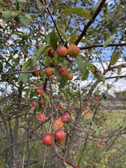 Malus prunifolia