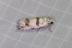 Pelochrista artesiana