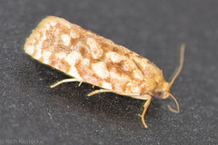 Choristoneura houstonana