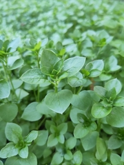 Stellaria media
