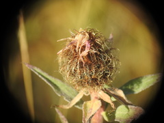 Centaurea uniflora