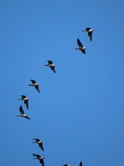 Anser brachyrhynchus