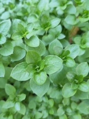 Stellaria media