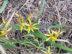 Senecio spartioides